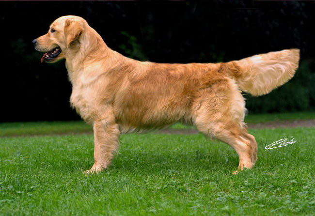 Il Golden Retriever americano - Allevamento Leon d'Oro